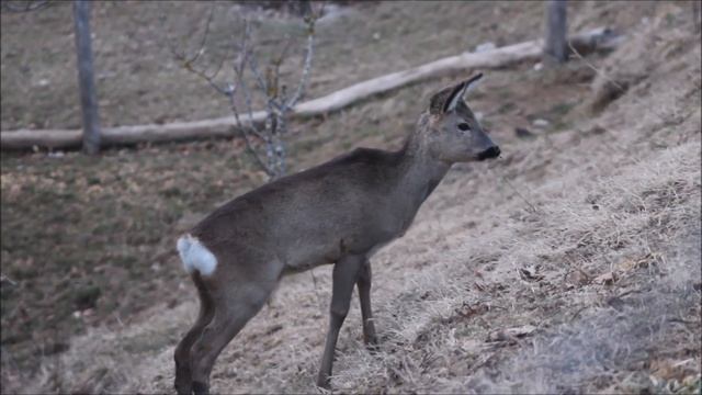 Благородный олень или настоящий олень(лат. Cervus Elaphus),