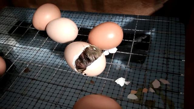 Вылупившийся цыпленок из домашнего инкубатора смотреть онлайн