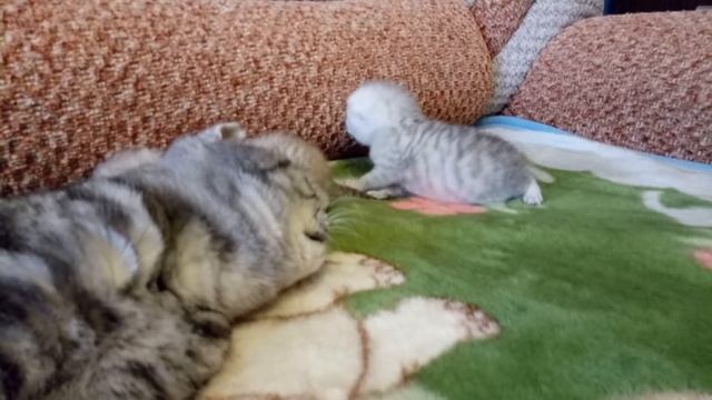 Кошка воспитывает Котят!Первые Шаги!16 дней Котятам! смотреть онлайн