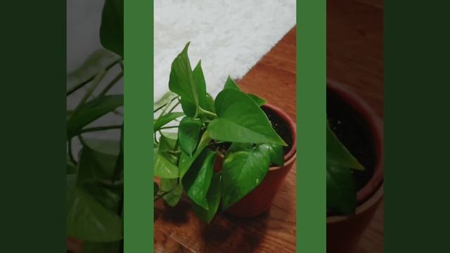 How to Propagate Pothos indoors || Epipremnum Aureum : Money Plant?? смотреть онлайн