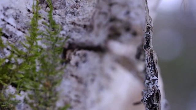 Весна март пробуждение природы Nature of Russia смотреть онлайн