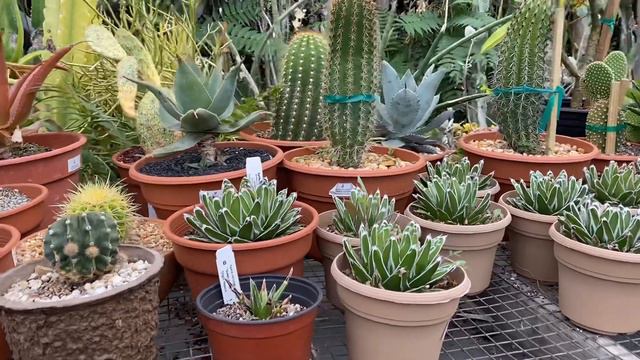 Agaves, Opuntias, Totem Poles, Mammillarias, Euphorbias, Hoyas, and many other varieties! смотреть онлайн