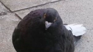 Мелитопольские голуби. Сказки - быль о Мелитопольских... 1 Часть