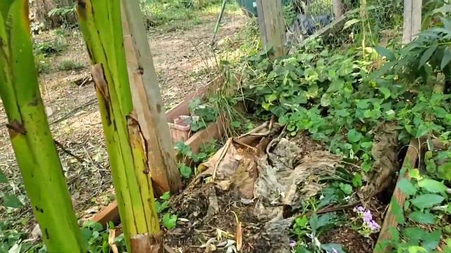 How to Grow Huge Banana Palms in Zone 6 смотреть онлайн