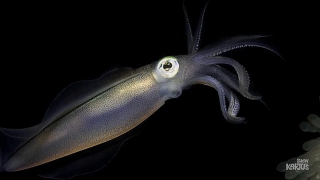 Глубоководные рыбы. 5 странных рыб океана. смотреть онлайн