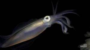 Глубоководные рыбы. 5 странных рыб океана.