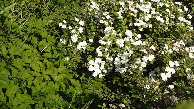 Стрекозы сражаются за территорию