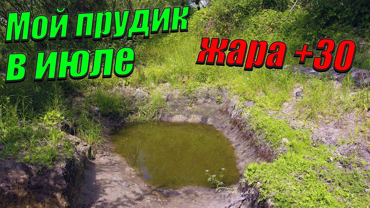 Прудик на даче в июле! Мой прудик в деревне после месяца жары! смотреть онлайн