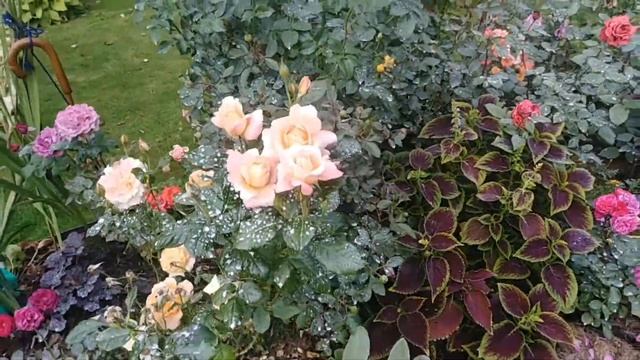 Розы.Обработка 1% бордосской смесью. Профилактика грибковых заболеваний. смотреть онлайн