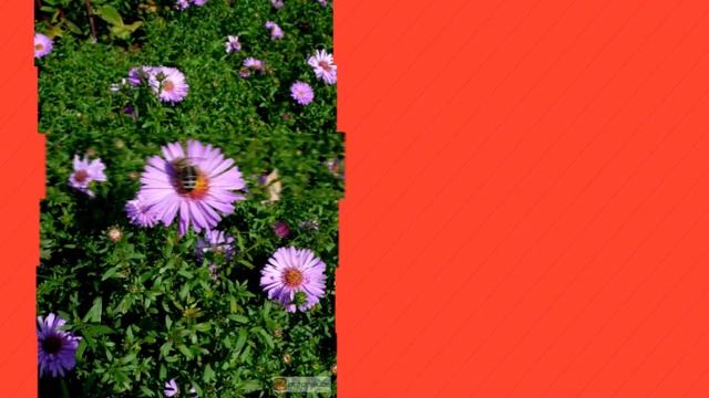 Астра кустообразная (Aster dumosus) смотреть онлайн