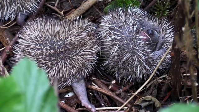 РЕАЛЬНЫЕ ФАКТЫ О ЕЖАХ! смотреть онлайн