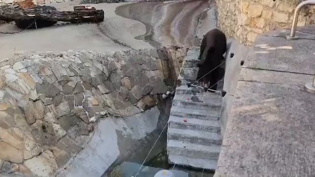 Медведя Грома - который 10 лет жил на пивзаводе в ЛНР перевезли в Московский зоопарк. смотреть онлайн