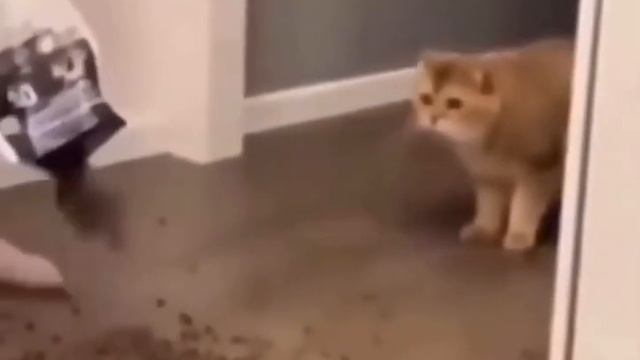 cats bowl filled with too much cat food cat is scared смотреть онлайн