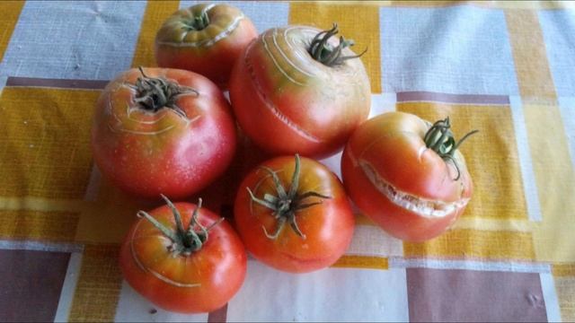 Лесное вдохновение