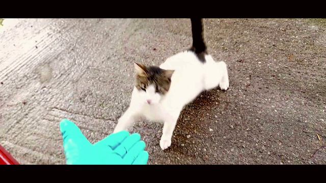 Кошка . Протянул Руку и Кошка Поздоровалась | Добрый День от Кошки #кошки #животные #cat #animals смотреть онлайн