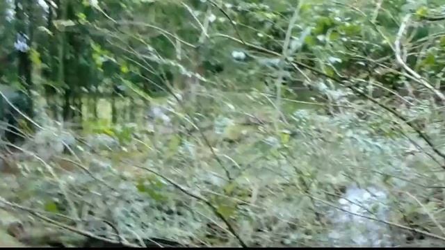 Дендрарий Сочи зимой. Что можно посмотреть? смотреть онлайн