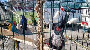 Попугаи загорают!)