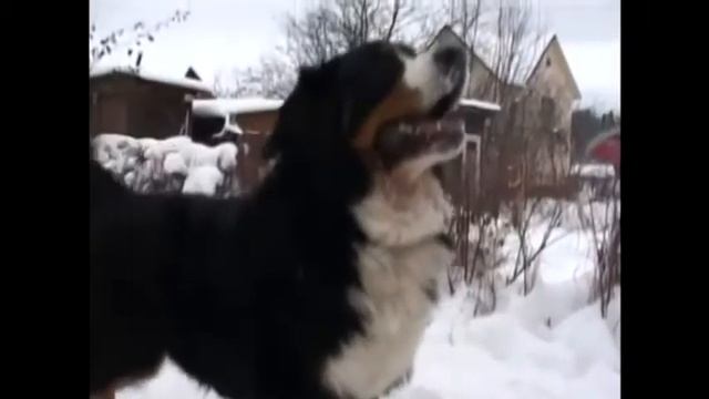 Бернский зенненхунд. Лучшие породы собак. смотреть онлайн