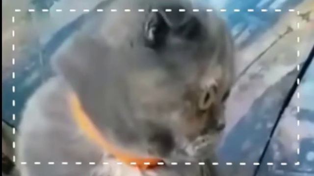 МИЛЫЕ И СМЕШНЫЕ РОЛИКИ ПРО ЖИВОТНЫХ LIKEE | Грей_Likee TwT смотреть онлайн