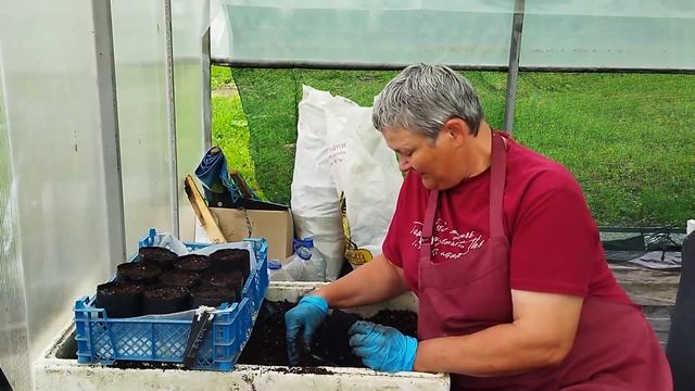 Впечатления от посещения профессиональной плантации малины. Воронежская область. смотреть онлайн