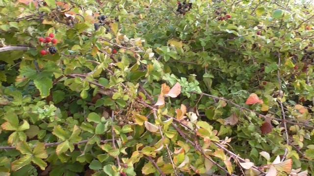 Израиль. Дикая моя охрана, даманы и осенние туманы. смотреть онлайн