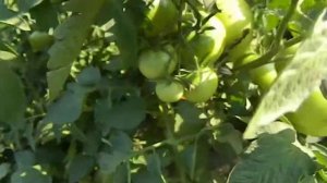 Томат Ля-ля-фа.