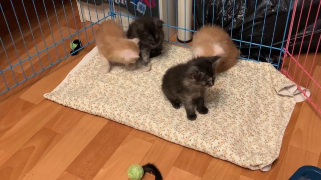 Помет "И".Питомник мейн кун котят "Суламита". г. Воронеж смотреть онлайн