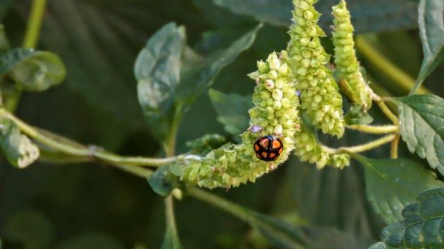 Деревенские мотивы смотреть онлайн