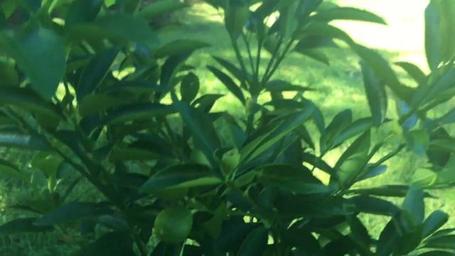 Florida garden Fruit trees Update. We have limes! DIY. Огород во Флориде . Фруктовые деревья смотреть онлайн