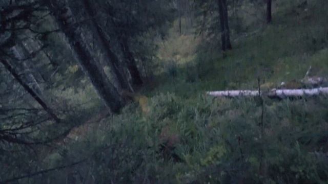 НА ЧТО СПОСОБЕН МЕДВЕДЬ... СПАСЛА ОХОТНИЧЬЯ ИЗБУШКА. ВЫЖИВАНИЕ. 130км АДРЕНАЛИНА #4 смотреть онлайн