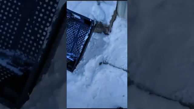 К маме ворвались на территорию.. колобки ведут расследование.. Куда этот человек хотел попасть?🤔🤔🤔 смотреть онлайн