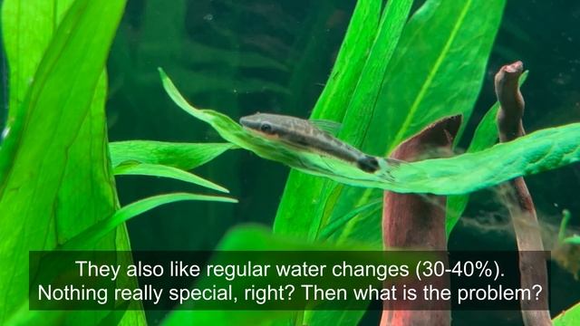 Are Otocinclus catfish hard to keep? Why do Otos die? смотреть онлайн