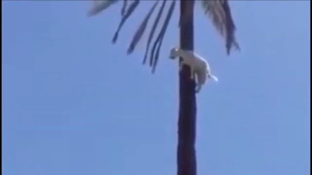 ЧЕМ ВЫШЕ ПОДНЯЛСЯ, ТЕМ БОЛЬНЕЕ ПАДАТЬ смотреть онлайн