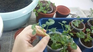 Слабые и маленькие кампанулы: пересадка и формировка