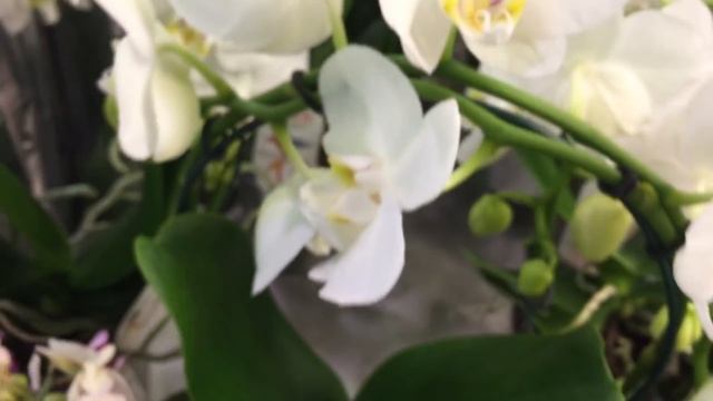 Чудесный завоз орхидей от 349 руб в Оби 27 ноября 2019г. Бомонд, Голден Бьюти, Катрин.. смотреть онлайн