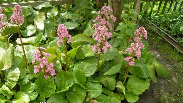 Бадан толстолистный (bergenia crassifolia) смотреть онлайн