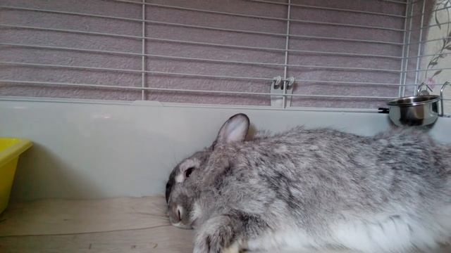 Дневной сон на солнышке. смотреть онлайн