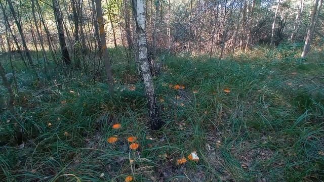ПАДЕВЫЙ МЁД @ ПАДЕВЫЙ ГОД !!! Приметы по которых можно определить берут ли пчёлы падь . смотреть онлайн