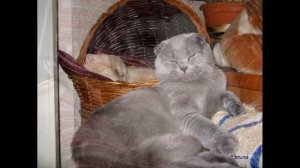 Тимур Шаов. Кошачий блюз.wmv