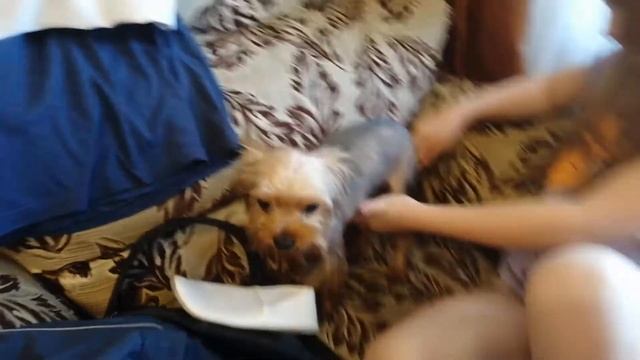 Первая стрижка Дакки))))