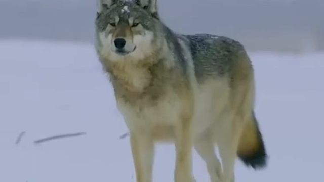 Елало сан Нохчийчоь (пабрацки) смотреть онлайн