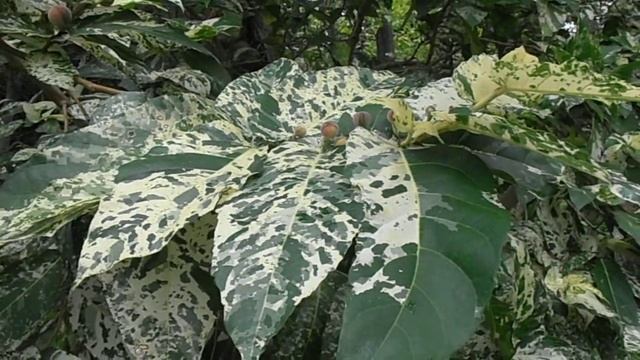 Ficus Mosaico: Ficus Aspera (www.riomoros.com)