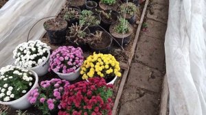 Хризантема мультифлора- хранение зимой в неотапливаемой теплице