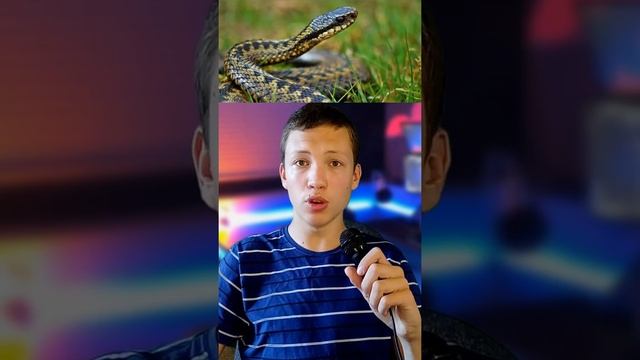Почему кошки боятся огурцов? смотреть онлайн