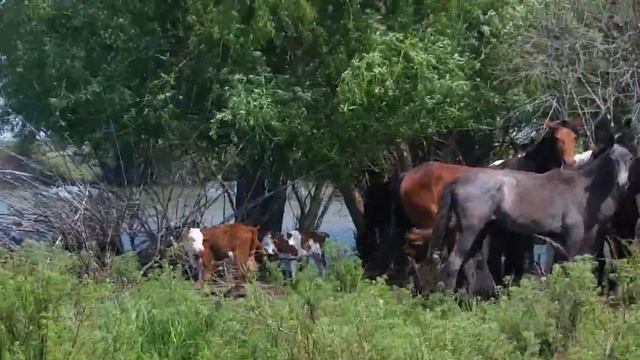 Природа моего родного края ЗКО
