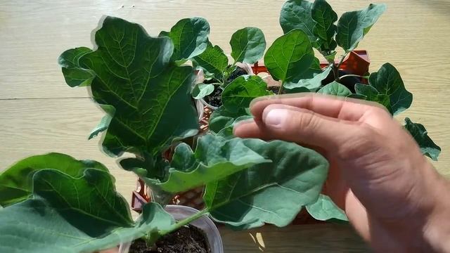 КАК ВЫРАСТИТЬ КРЕПКУЮ ЗДОРОВУЮ РАССАДУ БАКЛАЖАН смотреть онлайн