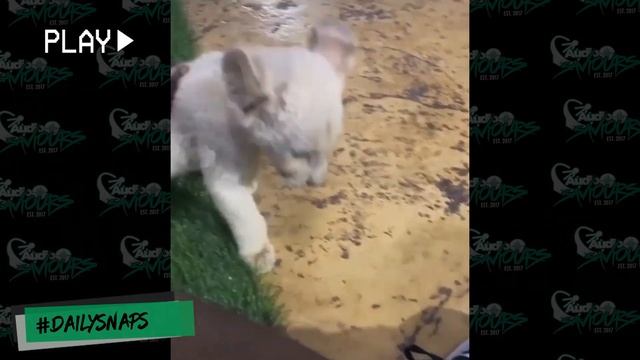 Unknown T Flies To Dubai, Links Tr Trizzy, Visits Fame Park + More #DailySnaps | Audio Saviours смотреть онлайн