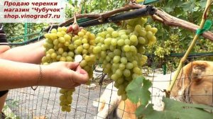 Виноград КИШМИШ БЕСПОДОБНЫЙ-  триумф слекции Писанки. Замечательная форма, ранняя, с мускатом!
