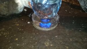 Самодельная поилка для кур, уток и других птиц из пятилитровых пластиковых бутылок