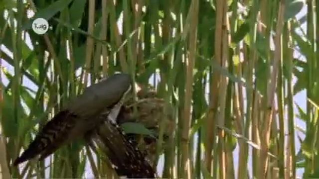 Симбиоз Паразитизм смотреть онлайн